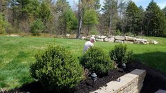 Spring Clean Up - weeding and new mulch around shrubs